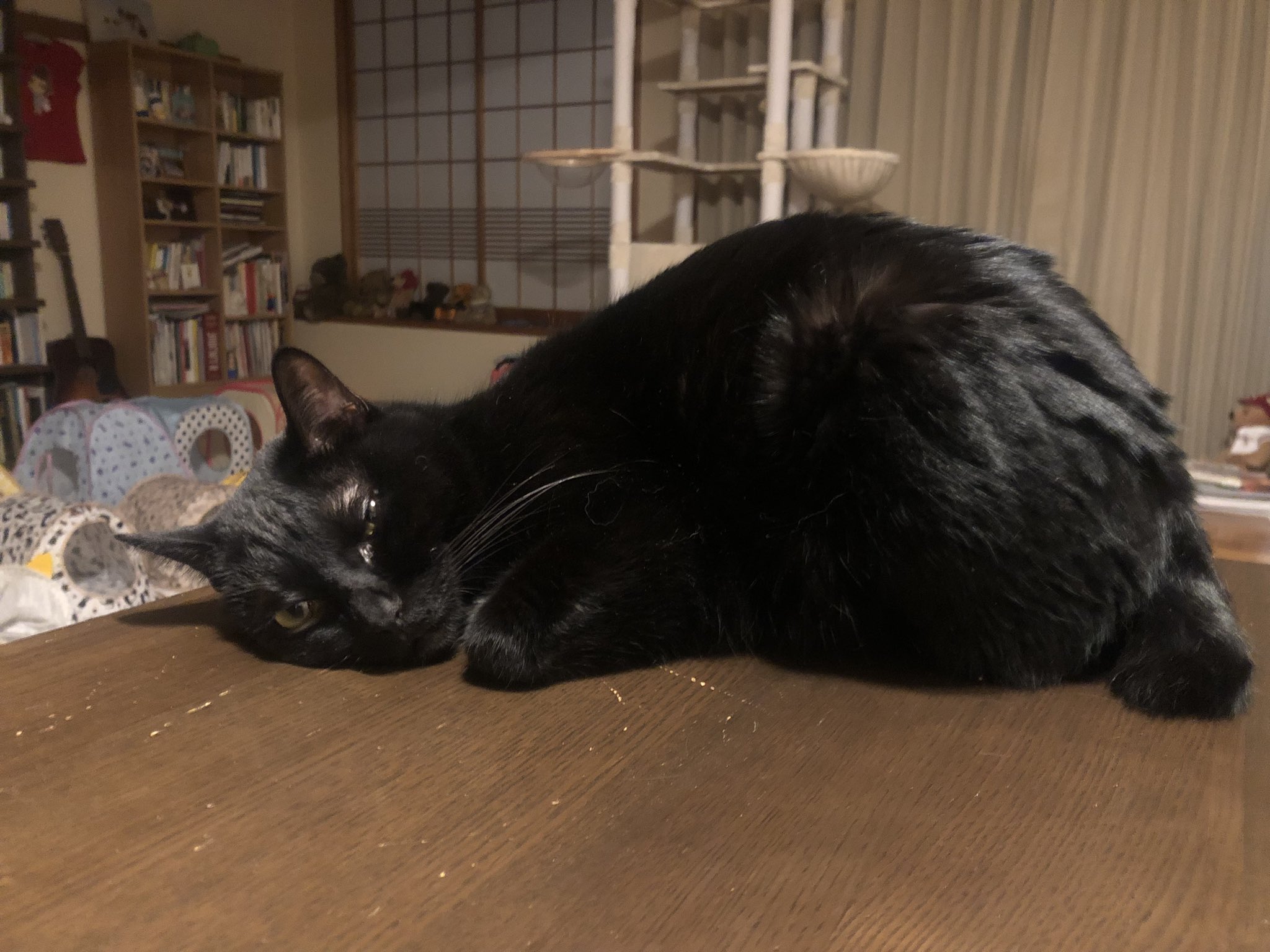 黒猫ページ 黒猫 on X: 