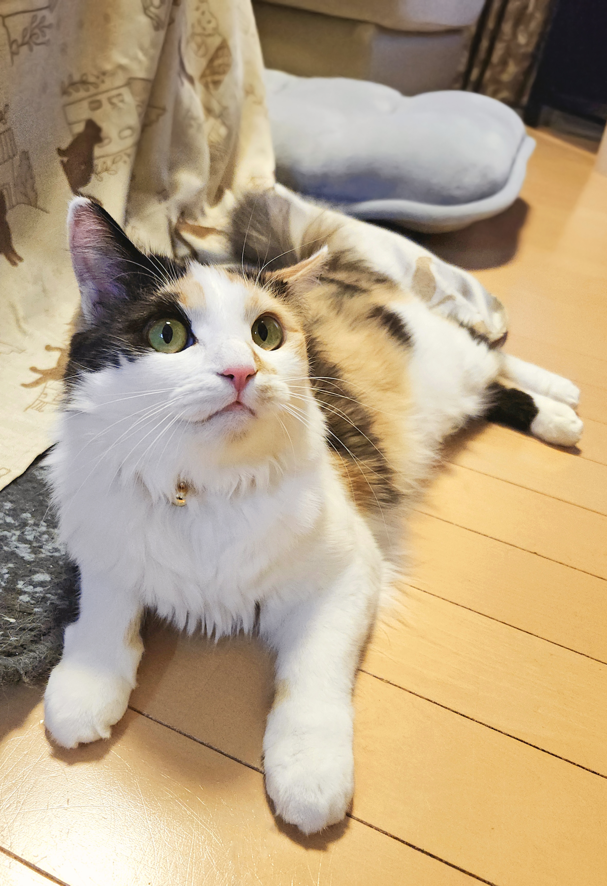原田オーダー猫ちゃん 原田様専用オーダー猫ちゃん