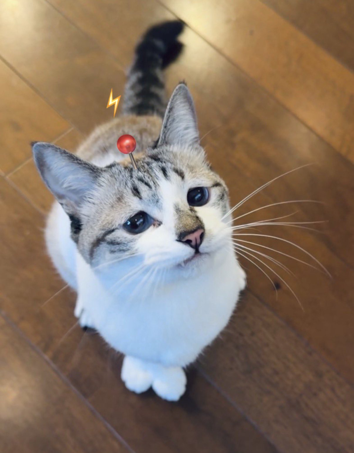 ぴえん猫ミント (@piennekomint) / X