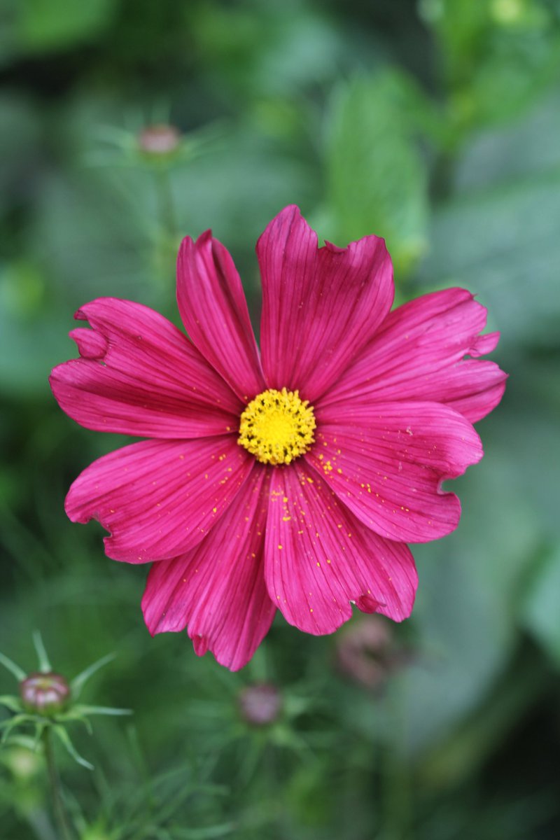 #Cosmosflower for #MagentaMonday. Wish you a good new week🩷

#cosmos #FlowersOnX #cutflowers #gardening