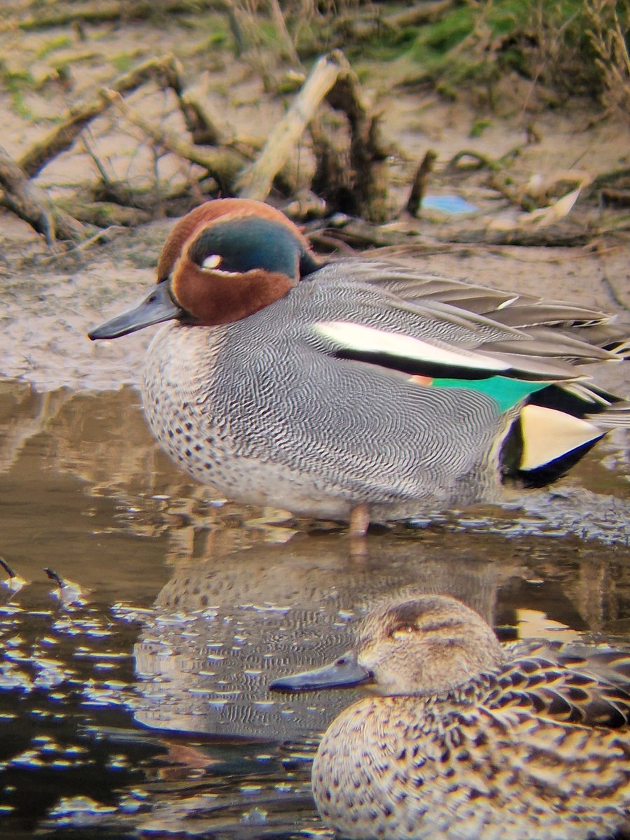 Availabity on a variety of winter bird walks coming up - great birds on fab walks! <a href="/DerbysWildlife/">Derbyshire Wildlife Trust</a>

Sun 30th Nov - Attenborough NR
Sun 7th Dec - Carsington Water
Sun 14th Dec - Hawfinch &amp; Crossbills
Sun 18th Jan - Locko Park
Sun 8th Feb - High Leas Farm

naturalderbyshiretours.uk/guided-nature-…
