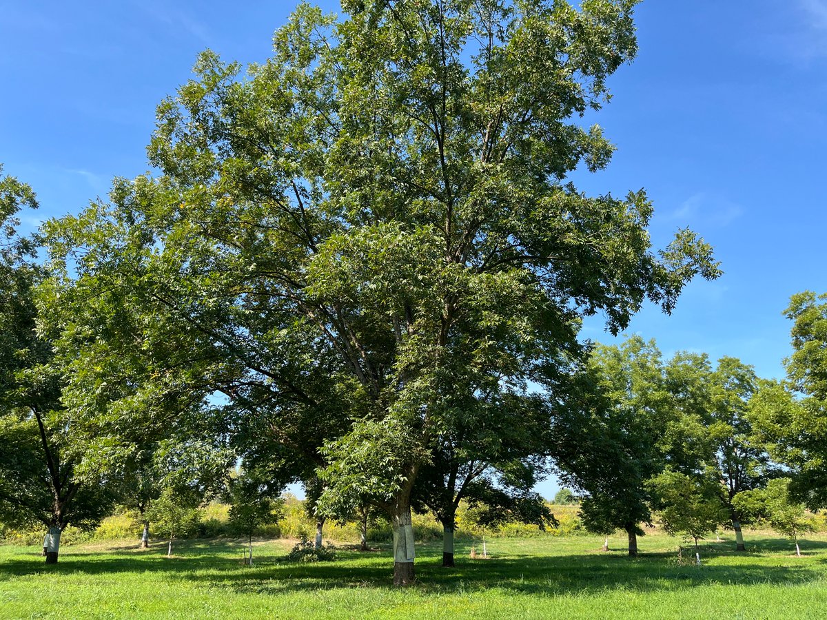 hvtreefarm's tweet photo. 🍂 Happy Fall Y'all! 🍁 The pecans are growing well—and the squirrels have noticed! We wrap the tree trunks with tin to keep the squirrels from climbing and swiping the pecans. 🐿️ Pecan harvest is typically in early November...stay tuned! #mogrown #MoPecans #hvtf https://t.co/qO3dF4ofRl