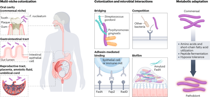 NatureRevMicro's tweet image. New online! Fusobacterium nucleatum: ecology, pathogenesis and clinical implications nature.com/articles/s4157…