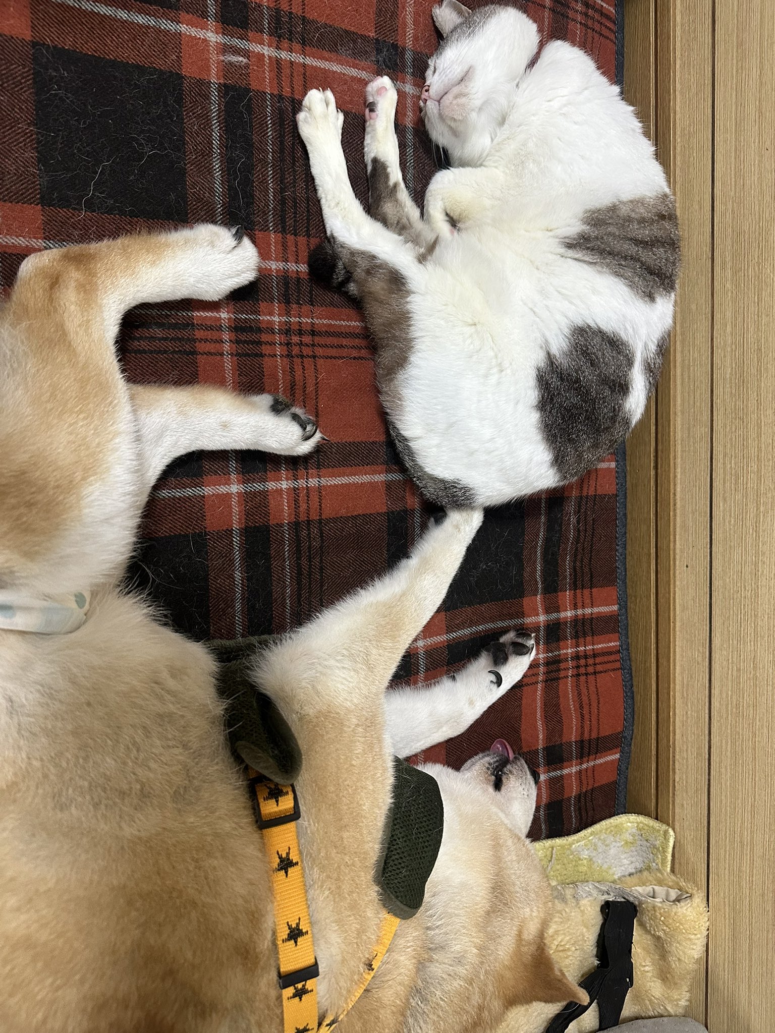 bootang(N.Hashimoto) (@bootang78) / X