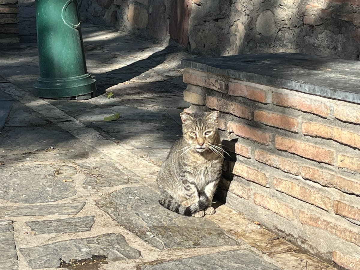 Samson T & Chester Le Cat(s) tweet media