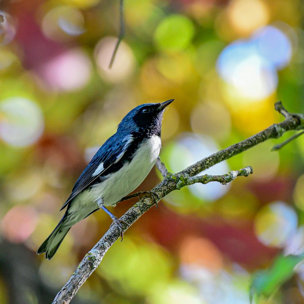 MeredithMComm's tweet image. Black-throated Blue with an autumnal backdrop is a cure for any #MondayMorningBlues. 💙
#Birds #BirdTwitter #TwitteeBirds