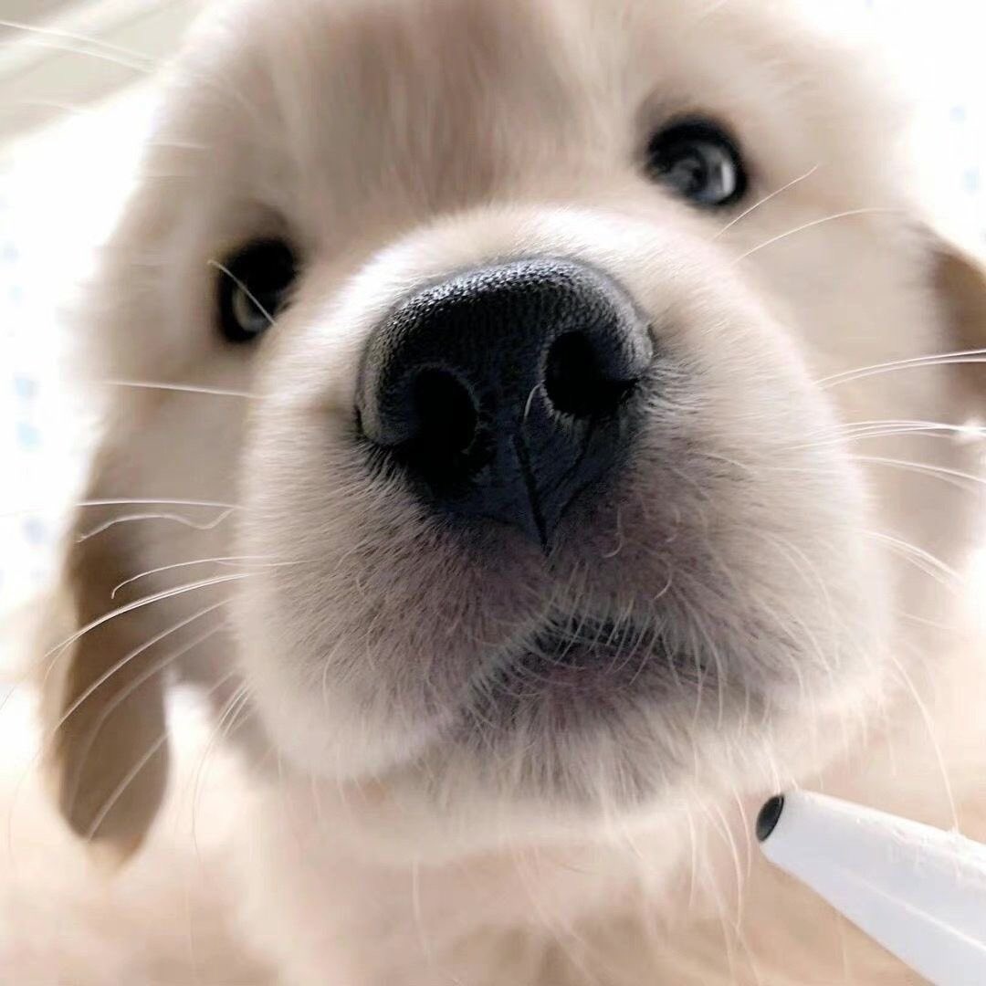 mel2fairn's tweet photo. 🐶🤏🏻 https://t.co/hyExC0lGtv