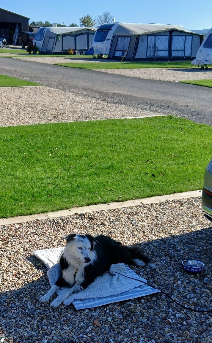 Monty is on his pitch....king of the castle 🏰 🤣🐕🖤🤍