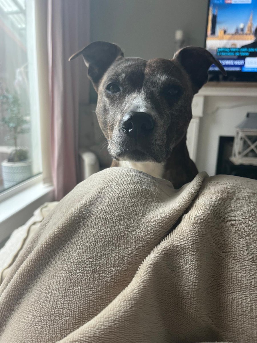 'What does an alert look like?'

Every dog is different - for example it might be a paw, a nudge, a huff, reversing away or in the case of Belle, a very judgy and intense stare that says 'ahem, I can smell an change in your odour, what are you going to do about it?'

Belle alerts