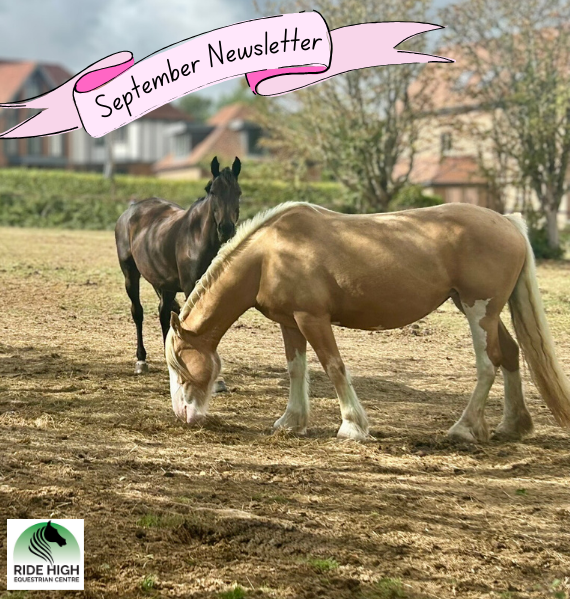 Ride High Equestrian Centre tweet media