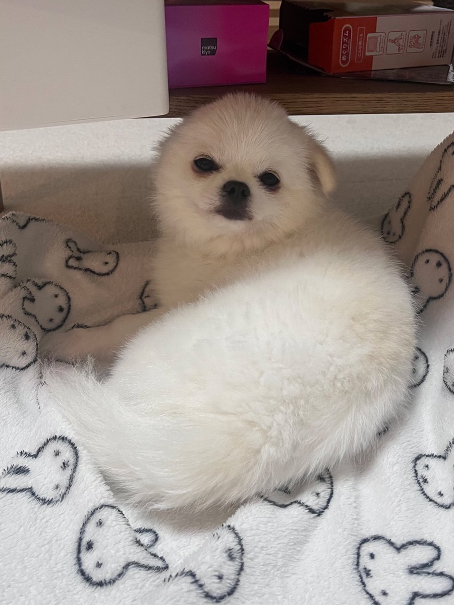 これは寝起きのアザラシのあかちゃん