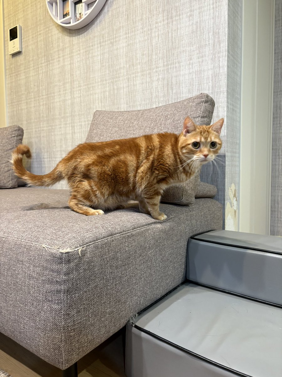 5月に８歳の愛猫アメショーを病気で亡くして深い悲しみに落ち込んでましたが、ご縁があって保護猫のアメショーを引き取りました

これから絶対幸せにするよ
幸せになろうね🐈