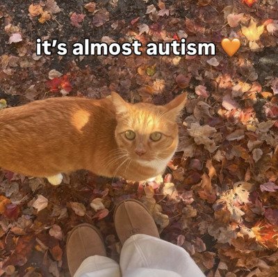 hoy por fin empieza el autismo gente!! 🌰🍁🍂🍃