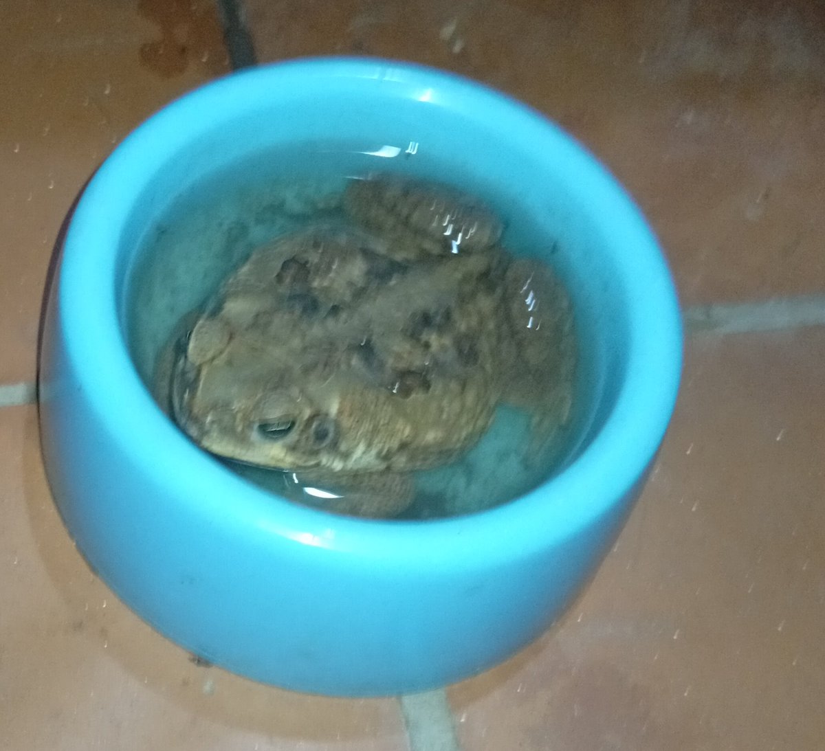 La ASOMBROSA naturaleza.
Polito el SAPO de mi jardín viene a refrescarse en el bebedero de Samba mi gatica.
¡Parece que el calor se siente bastante!