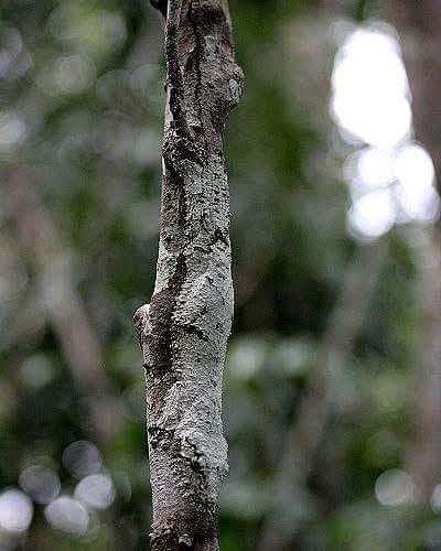 ¿Lo ves?
#camuflaje