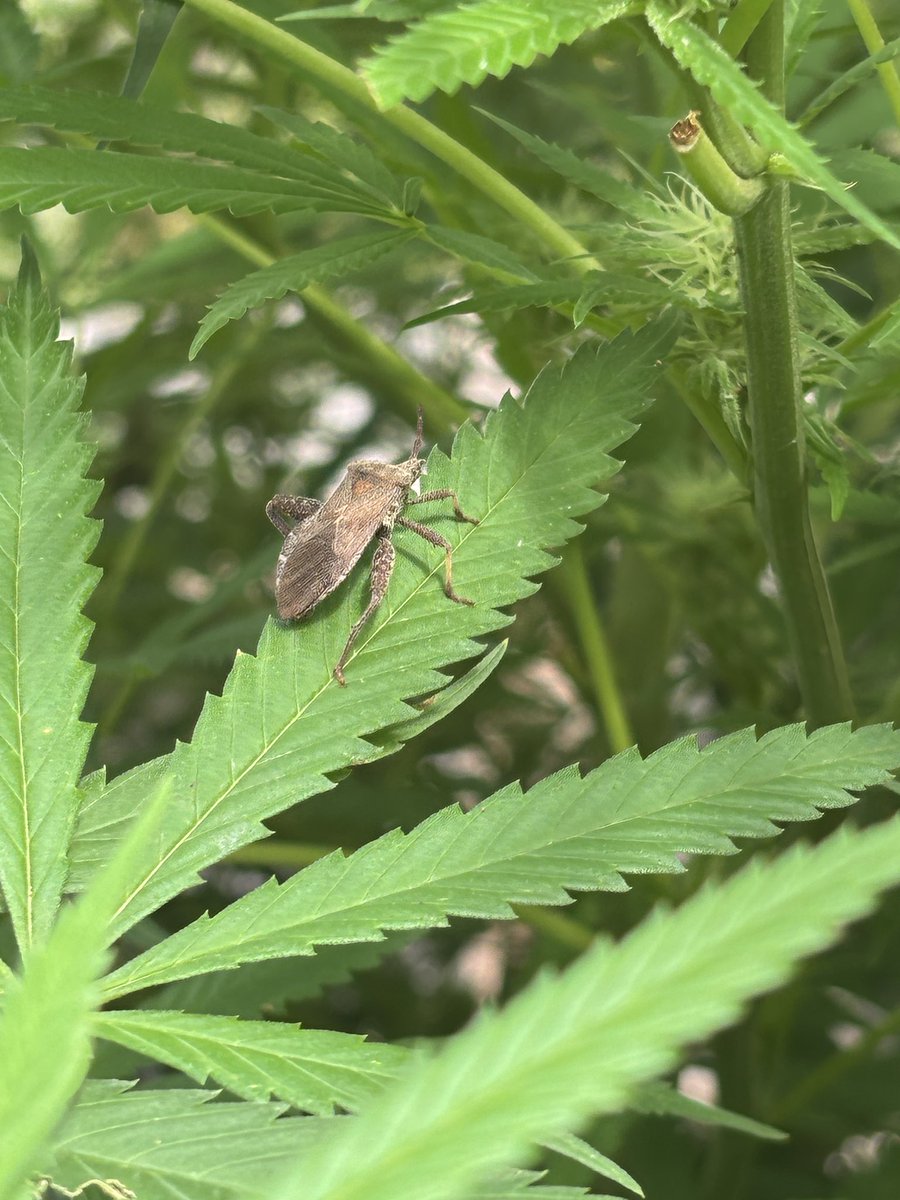 These mf’rs…. 
Been fighting a small invasion of these little bastards…

Pretty sure they are responsible for one of my Big Sur’s demise …. Well, at least half of the plant anyway….