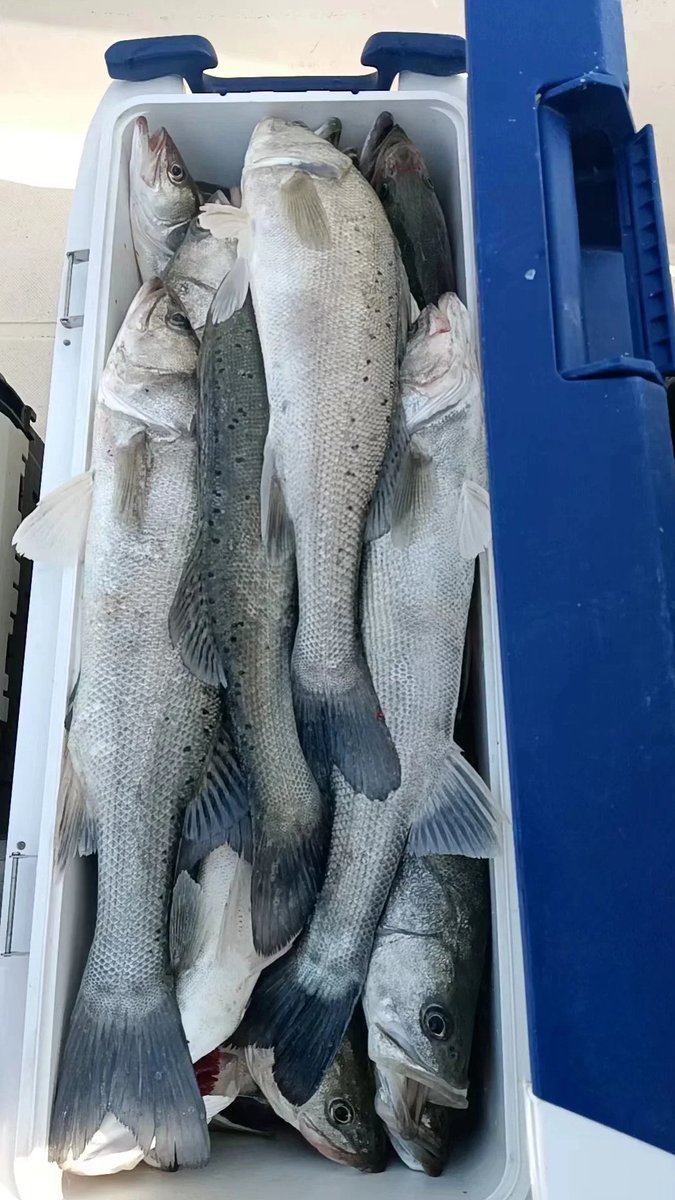 samiztt's tweet photo. 本日の新鮮な獲物！すぐに調理してお召し上がりいただけます。🎣🐟 #釣りの成功 #新鮮な魚介��� #海の恵み https://t.co/XLpksctHXV