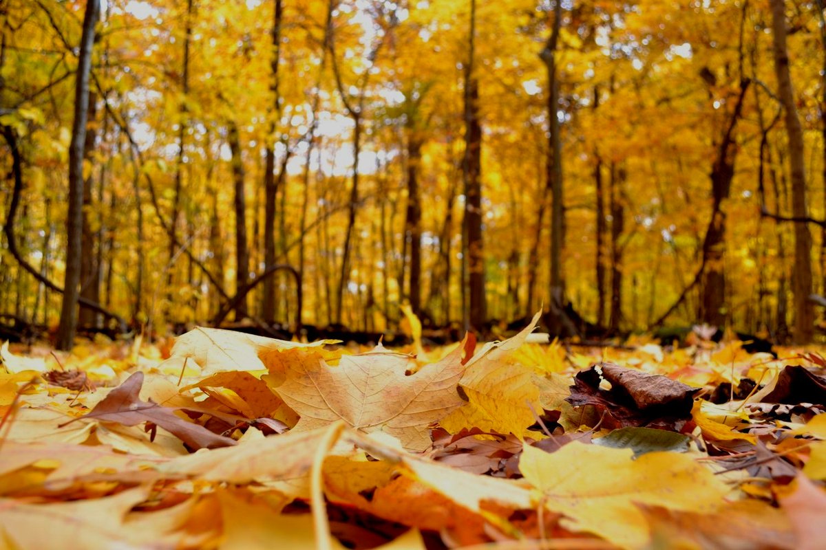 🍁 Happy first day of fall! 🍁 

Fallen leaves = winter homes. 🍁🐝🦋 This fall, leave the leaves in your backyard to help pollinators make it through to spring. ➡️ go.nps.gov/IDKT-Leaves

#Pollinators #FirstDayOfFall

📸 NPS Photo