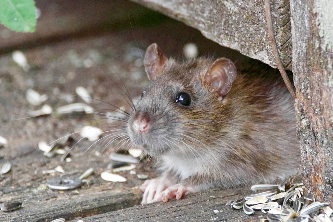 aierypest's tweet photo. 🍁 It's the first day of #Fall and Rodents are heading indoors—time to seal your home. Bug’s are scary, call Aiery. https://t.co/pwRp2lyaBD