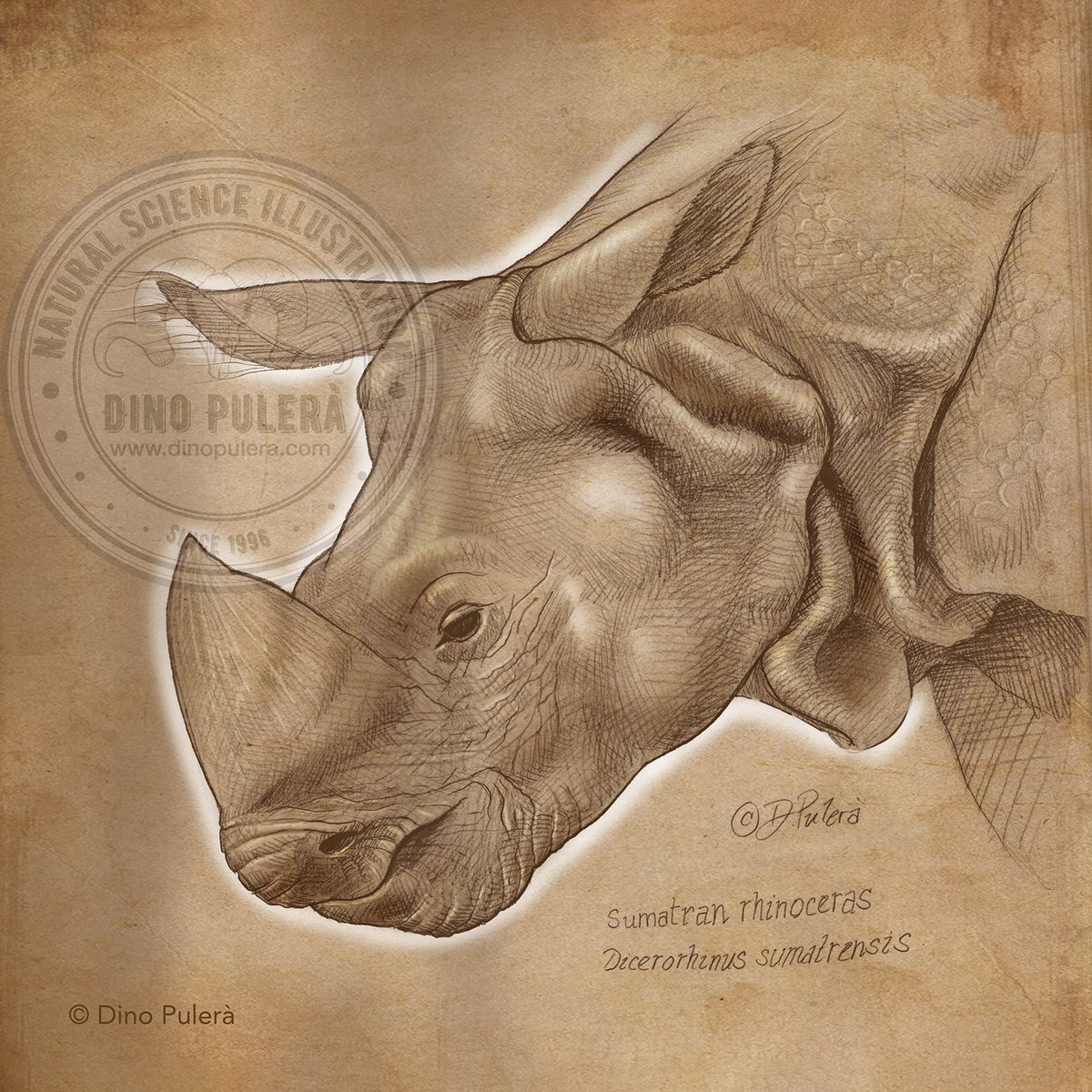 Today is World Rhino Day!

Sumatran rhinos are the smallest of all rhinos. They are also one of the rarest and most endangered mammals in the world with fewer than 100 individuals left in the wild. 

#rhino, #SciArt, #WorldRhinoDay