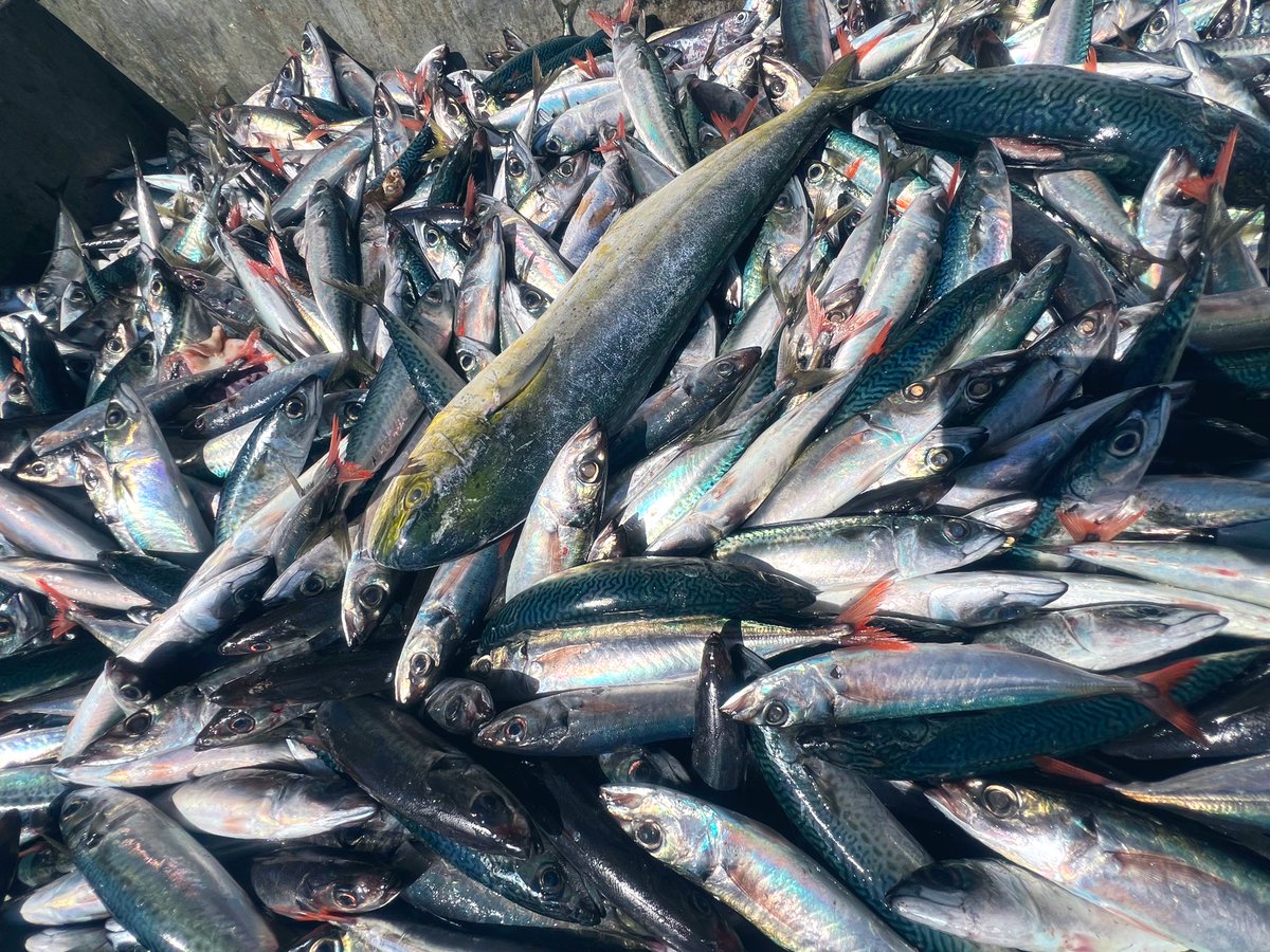 ハチビキとかオアカとか🐟