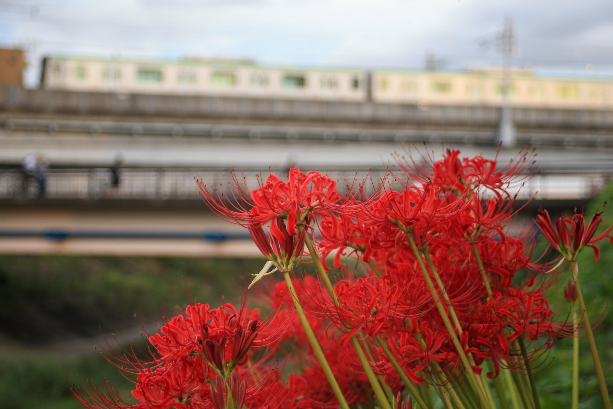 s*5様 虎 残響 赤 ヒガンバナ #172 latest?cb=20210123112123