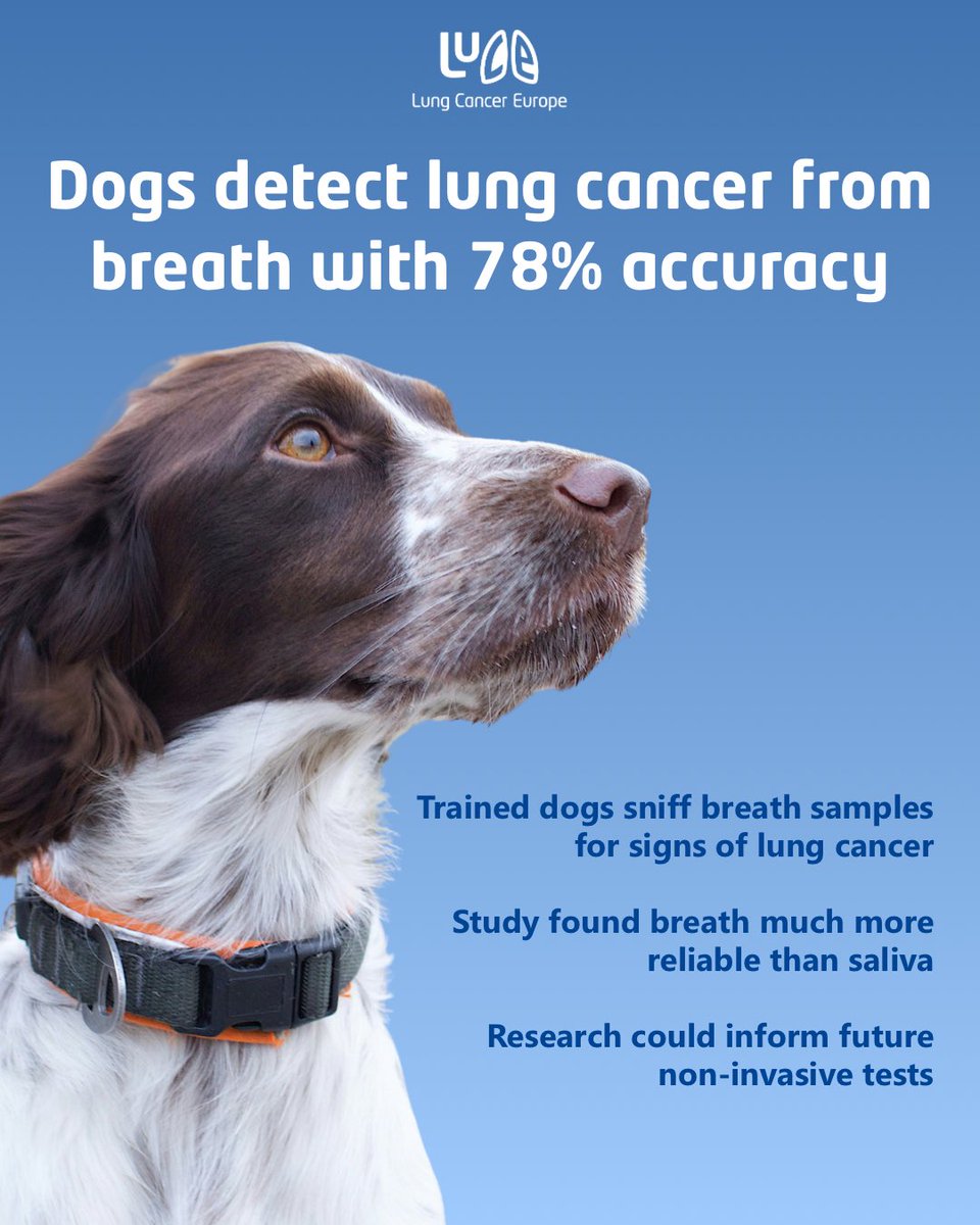 Dogs can detect #lungcancer from breath with 78% accuracy, according to new research.

🔹7 trained dogs (Labradors, German Shepherds, Spaniels, &amp; a rescue) took part
🔹Accuracy for saliva samples was much lower at 42%
🔹154 people at a respiratory clinic provided both breath &amp;