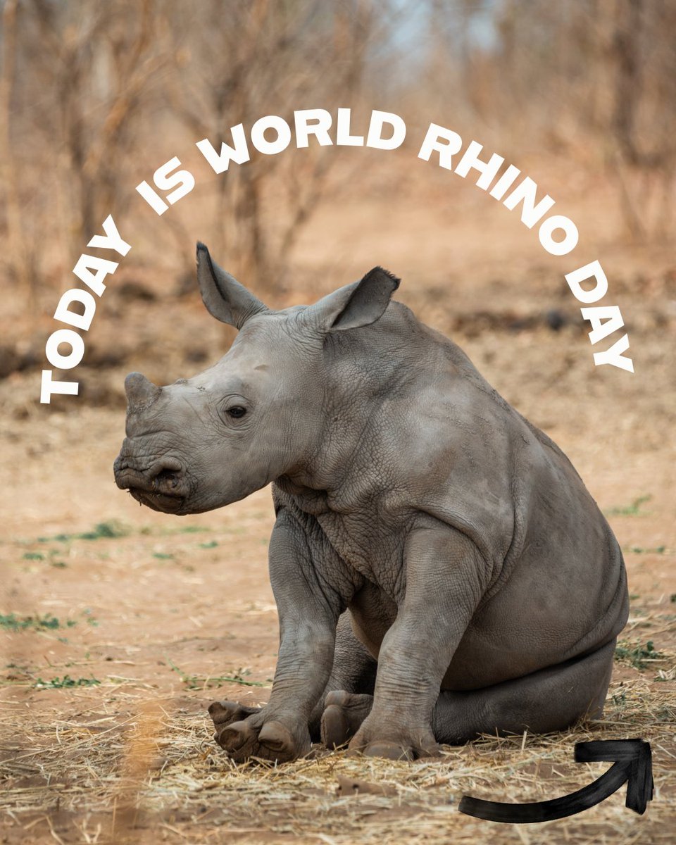 buystationery's tweet photo. 🦏 Today is  #WorldRhinoDay!

@RHINOStationery has been supporting @savetherhino for over 10 years. Every purchase of their recycled notebooks and handwriting books helps protect these incredible creatures 🌍💚

https://t.co/C7ncgUlOa1 https://t.co/qwIoPbrzCe