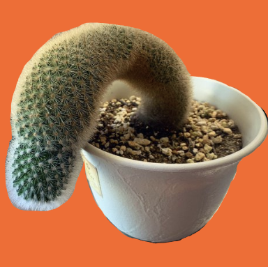 There is a mythical tale about a certain limp cactus

The Cock Cactus $COCKTUS

It is said that once it hits a large enough market cap it will stand tall and erect
x.com/Danii_Alexa/st…