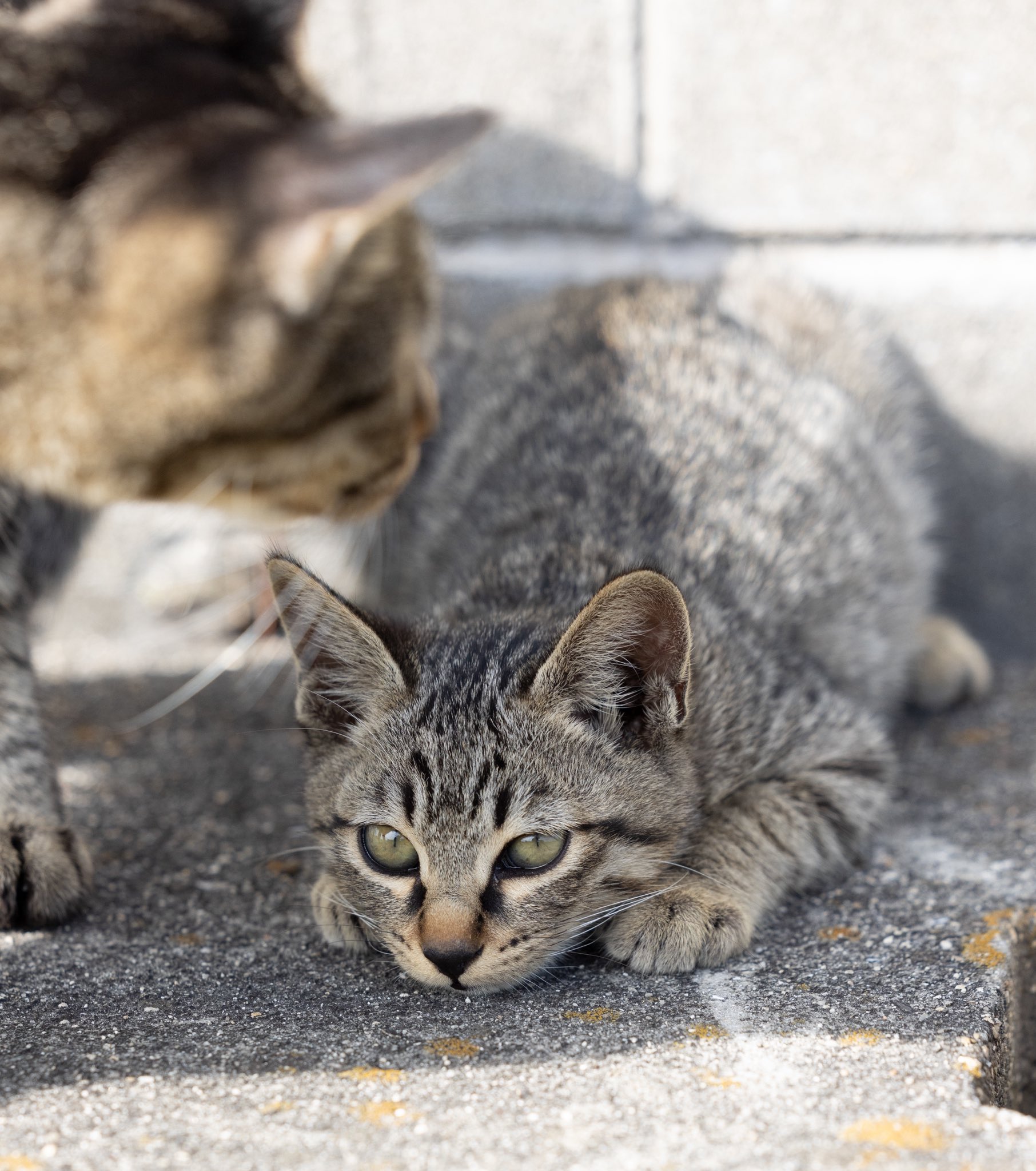 あおいとり🐱写真集「ずっと気まま猫」発売中 on X: 