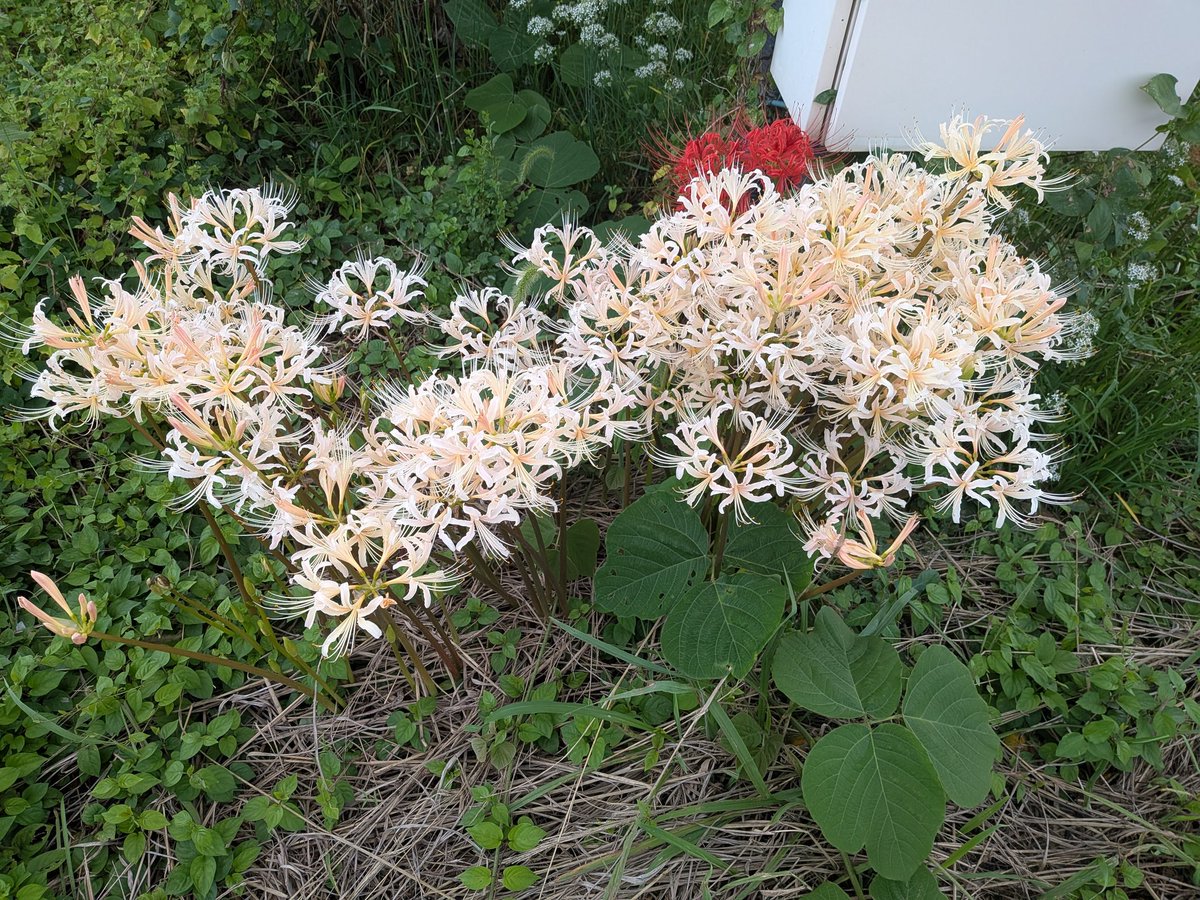 やっぱり、彼岸花は赤が綺麗