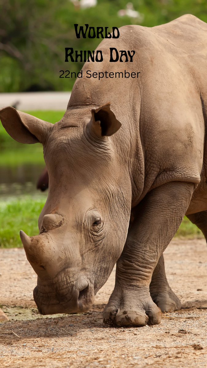 Stop poaching, save rhinos.
<a href="/BhavreenMK/">Bhavreen Kandhari</a> <a href="/pargaien/">Mohan Pargaien IFS🇮🇳</a> <a href="/peopleforanima7/">peopleforanimalsTN</a> <a href="/DelhiTreesSOS/">DelhiTreesSOS</a> <a href="/TreesDelhi/">TreesOfDelhi</a> <a href="/anumathur/">anu mathur</a> <a href="/Warriormomsin/">Warrior Moms</a> <a href="/devalina14601/">devalina</a>