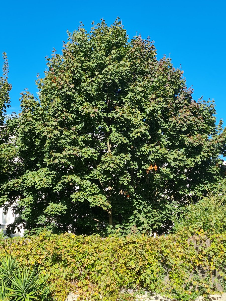 Go...l'automne 🍁
Tous les lundi je ferai la même photo