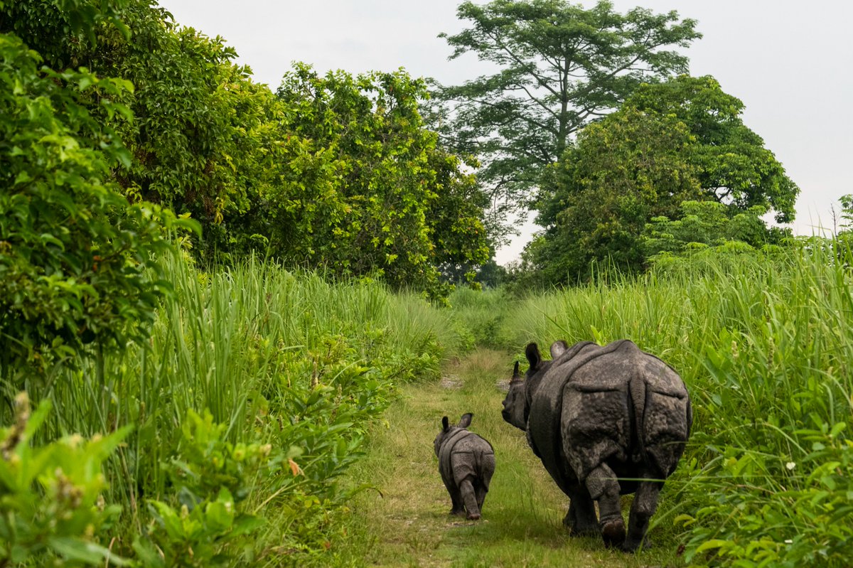 🦏 #WorldRhinoDay
With our support for the Assam project, anti-poaching efforts, wetland restoration, and water drainage systems are helping to protect the one-horned rhinoceros and other species in Kaziranga National Park in #India.
🔎 bit.ly/3KbeqNH