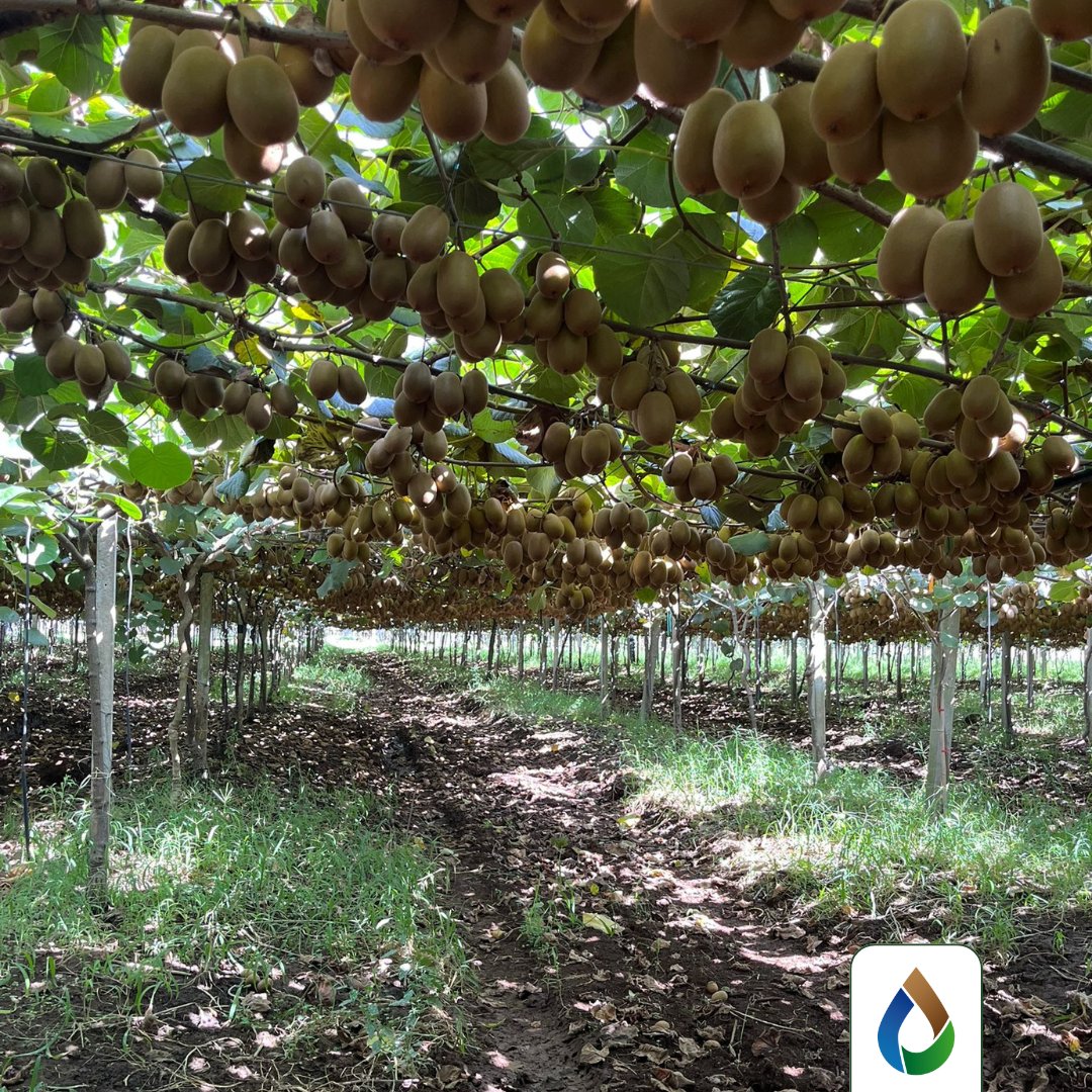 WiseconnEurope's tweet image. Presso la Società Agricola Satrico, vicino Latina, #WiseConnEurope ha installato la tecnologia #DropControl sul kiwi. Con la raccolta ormai alle porte, una gestione accurata dell’acqua rappresenta un supporto fondamentale per portare in campo frutti di qualità superiore💧🥝