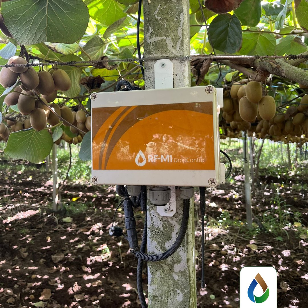 WiseconnEurope's tweet image. Presso la Società Agricola Satrico, vicino Latina, #WiseConnEurope ha installato la tecnologia #DropControl sul kiwi. Con la raccolta ormai alle porte, una gestione accurata dell’acqua rappresenta un supporto fondamentale per portare in campo frutti di qualità superiore💧🥝