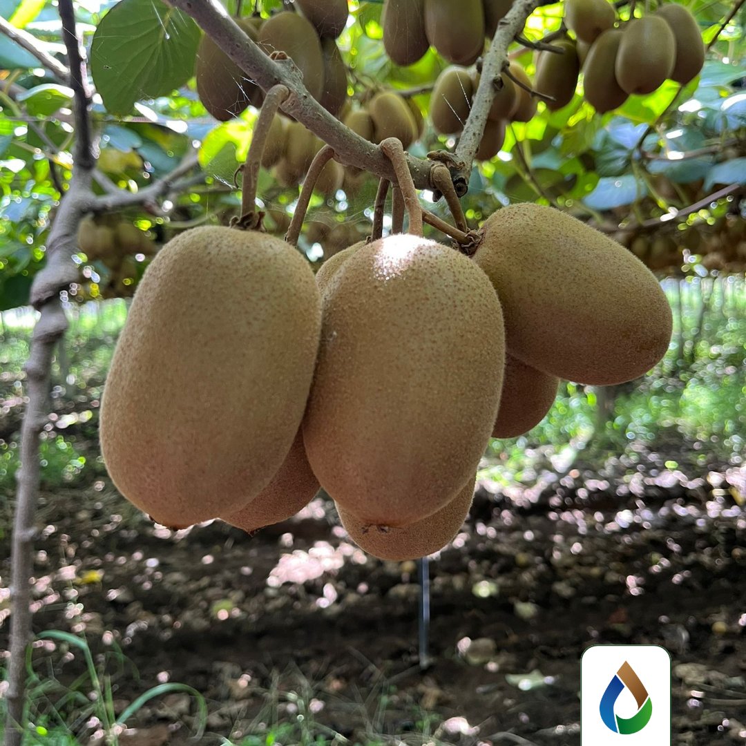 WiseconnEurope's tweet image. Presso la Società Agricola Satrico, vicino Latina, #WiseConnEurope ha installato la tecnologia #DropControl sul kiwi. Con la raccolta ormai alle porte, una gestione accurata dell’acqua rappresenta un supporto fondamentale per portare in campo frutti di qualità superiore💧🥝