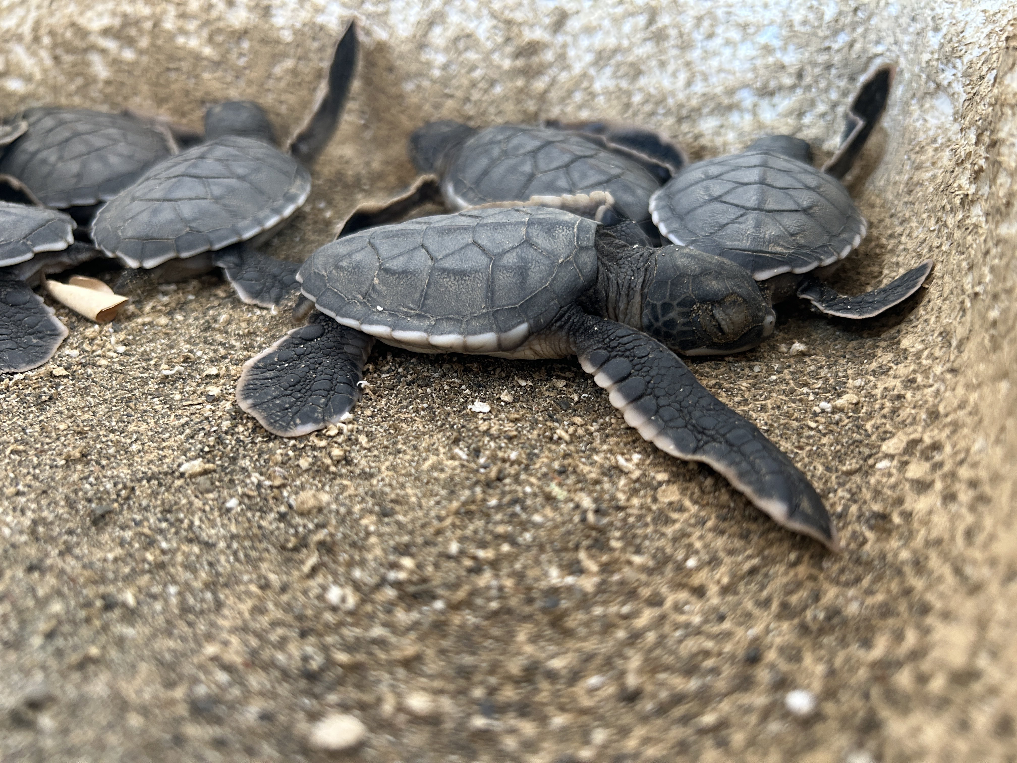 PIP@小笠原海洋センター公式 on X: 