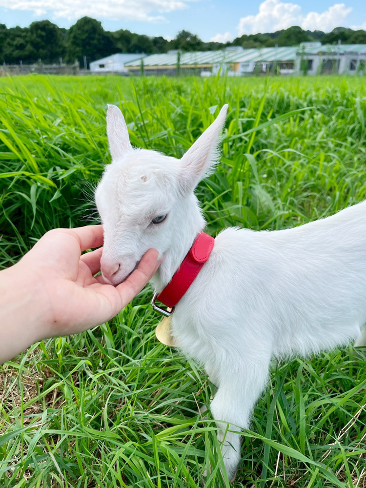 【グスルさま】* vintage animal ❀ キュートで 優しい 羊ちゃん ひつじ ぬいぐるみ ヒツジ 動物 キュート販売 CUTE ファーム