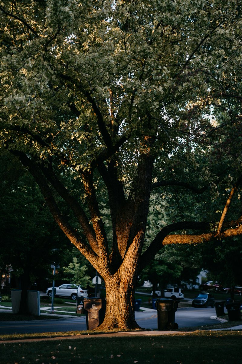 TrufastTree's tweet image. Hey there! If you have mature trees on your property, it&apos;s so important to have them inspected regularly by a professional arborist. We&apos;d love to offer you a free consultation, just give us a call at 417-413-4729. 

Let&apos;s keep those trees healthy! 🌳