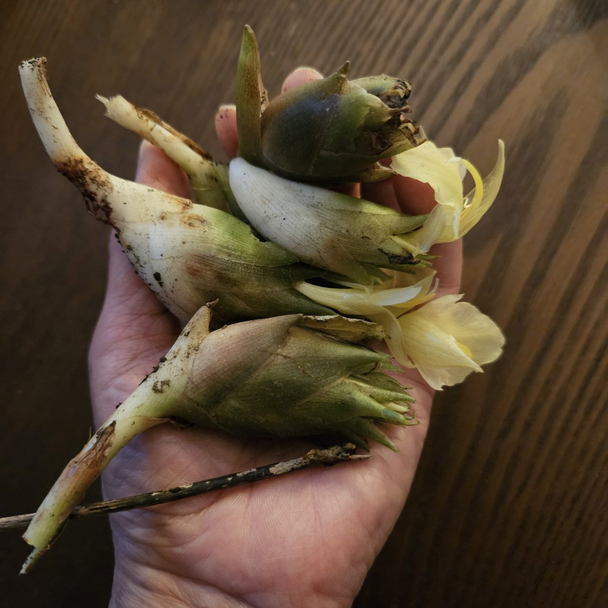 木村佳子(kimura yoshiko) (@yoshikokimura) / Posts / X