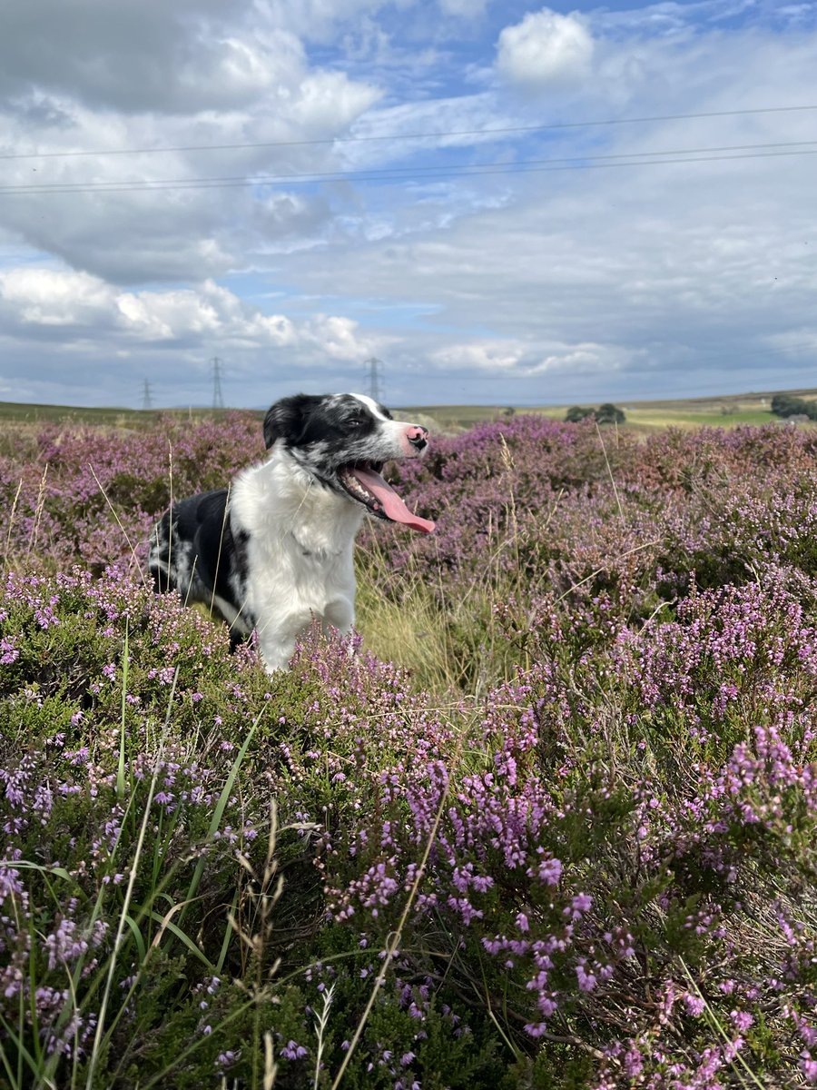 TalkingDogsUK's tweet photo. @earthcurated Eden Valley, Cumbria https://t.co/6BBkQWDDsm