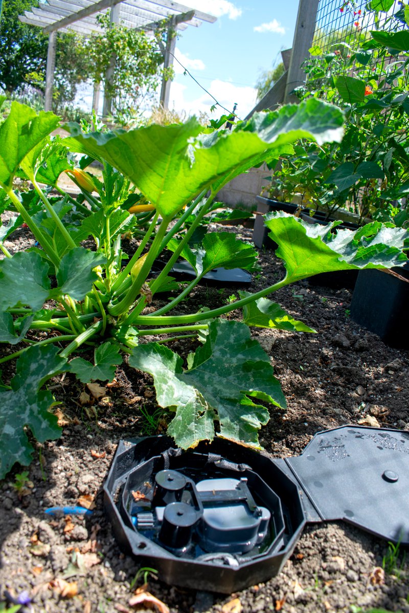AutoPotUK's tweet photo. 🌱 3 courgette varieties thriving in the AQUAbox Spyder 🥒💧One of @The_RHS Endorsed!

Self-watering, steady moisture, bigger yields — fuss-free growing 🌿

 ® The Royal Horticultural Society. Reg. Charity No. 222879/SC038262

#AQUAboxSpyder #SelfWatering #Courgettes #RHSEndorsed https://t.co/A5zuzgL8m5