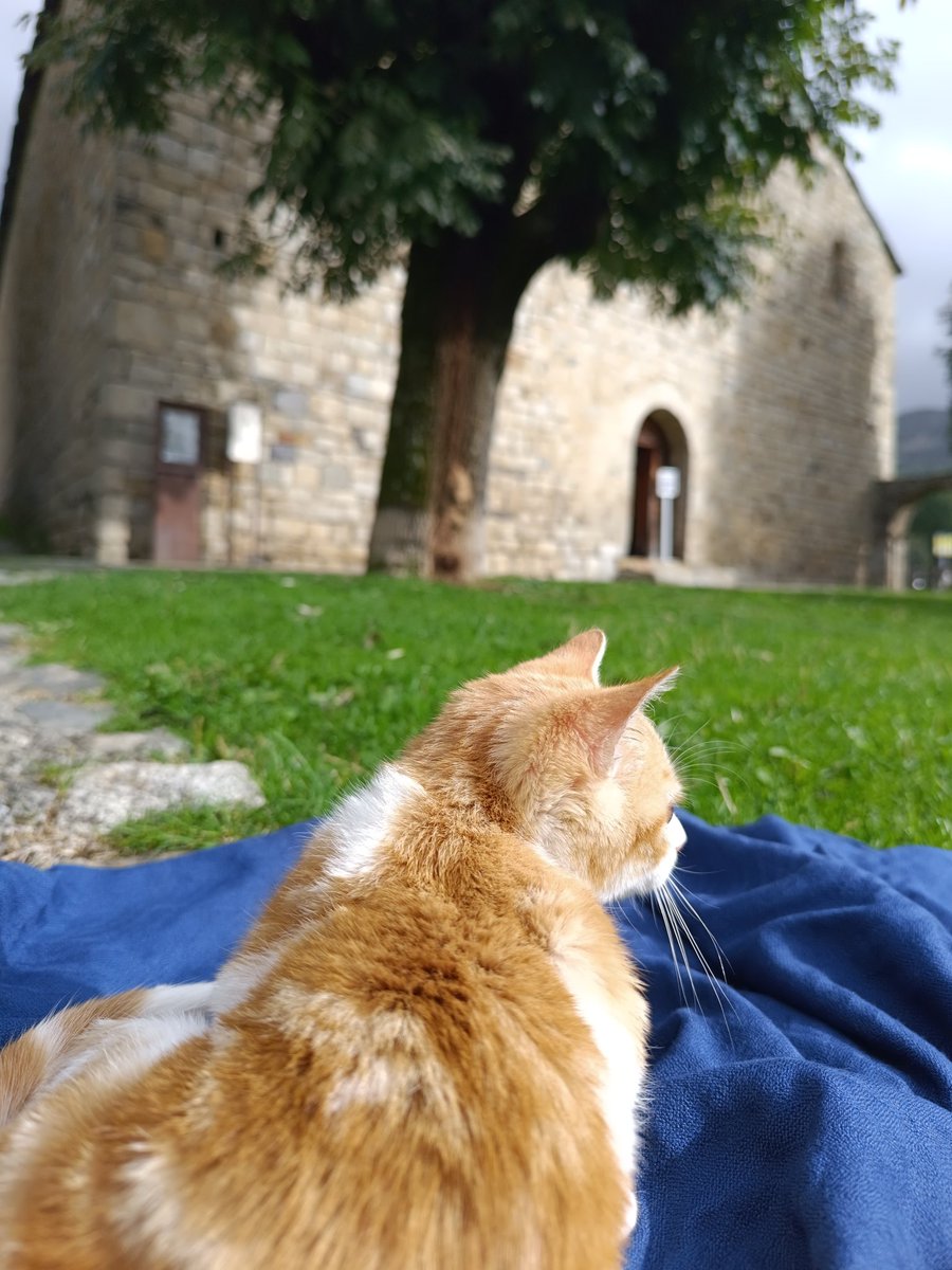 Patrichiii_'s tweet photo. Este finde hemos estado de excursión y quería contaros que he sido adoptada por una gata 🙈
A ver que tal se adapta a sus otras dos hermanas 😅 
Os presento a Sol ☀️ https://t.co/eyE3uXWjk0