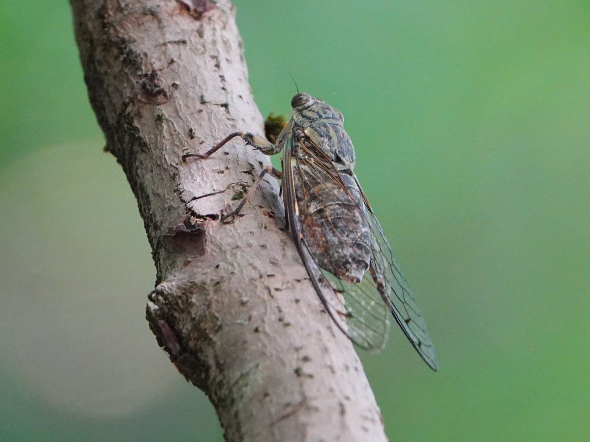 つくつくぼーし様 つくつくぼーし様 ツクツクボウシ - Wikipedia
