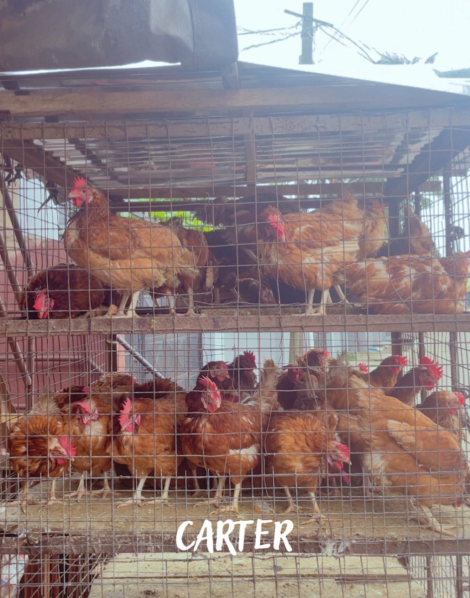 𝒜𝐵𝒜𝑀𝐼 𝐸𝒟𝒜 tweet media