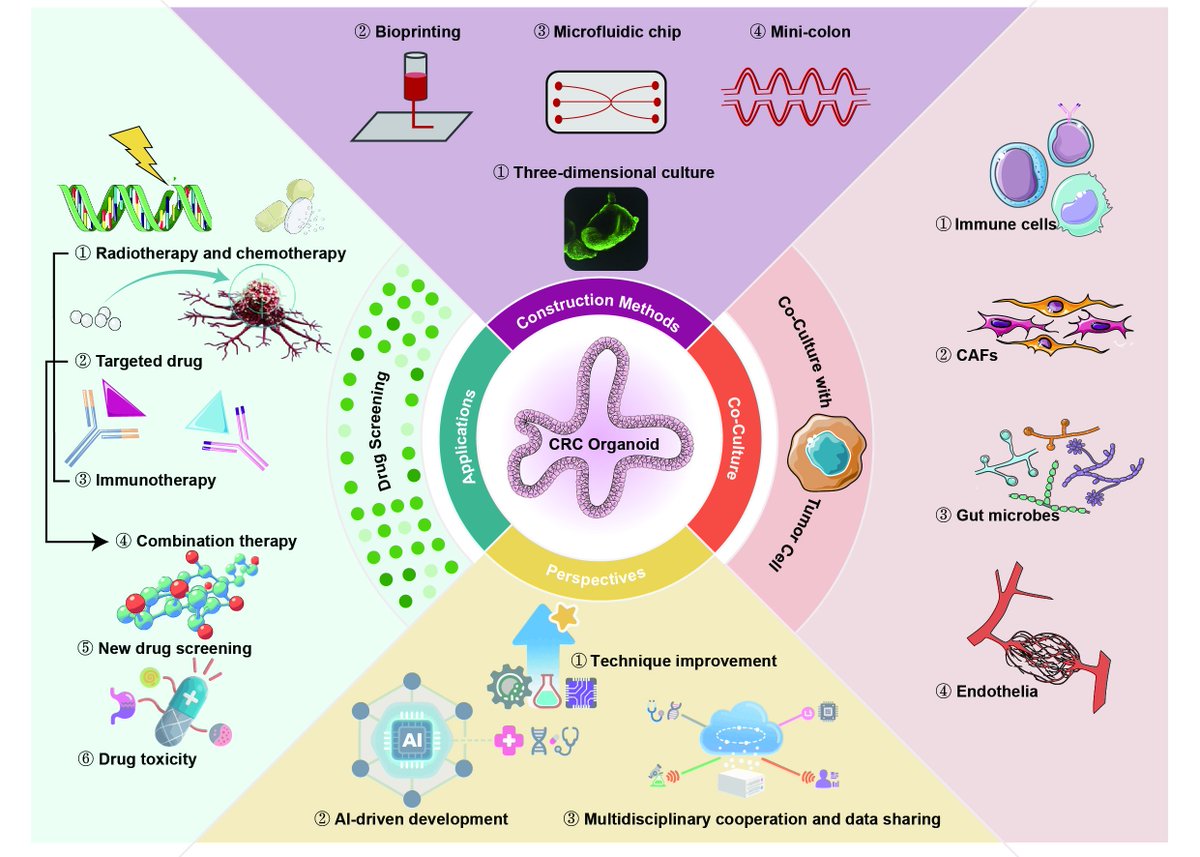 CellOrganoid's tweet photo. Bridging the gap between bench and bedside: Organoid technology in colorectal cancer treatment
https://t.co/pb1BcoVSl4
👆examines the role of patient-derived #tumor #organoid technology in bridging translational gaps for #colorectal #cancer treatment through coculture systems. https://t.co/9X2Q4Tyorx