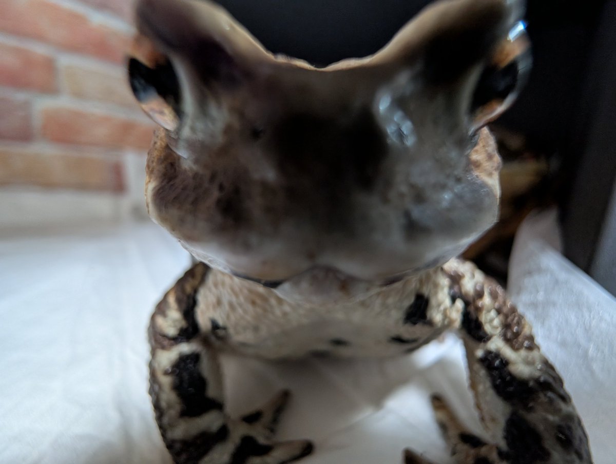 demonstratoad (@nnnnfffffaa) on Twitter photo 