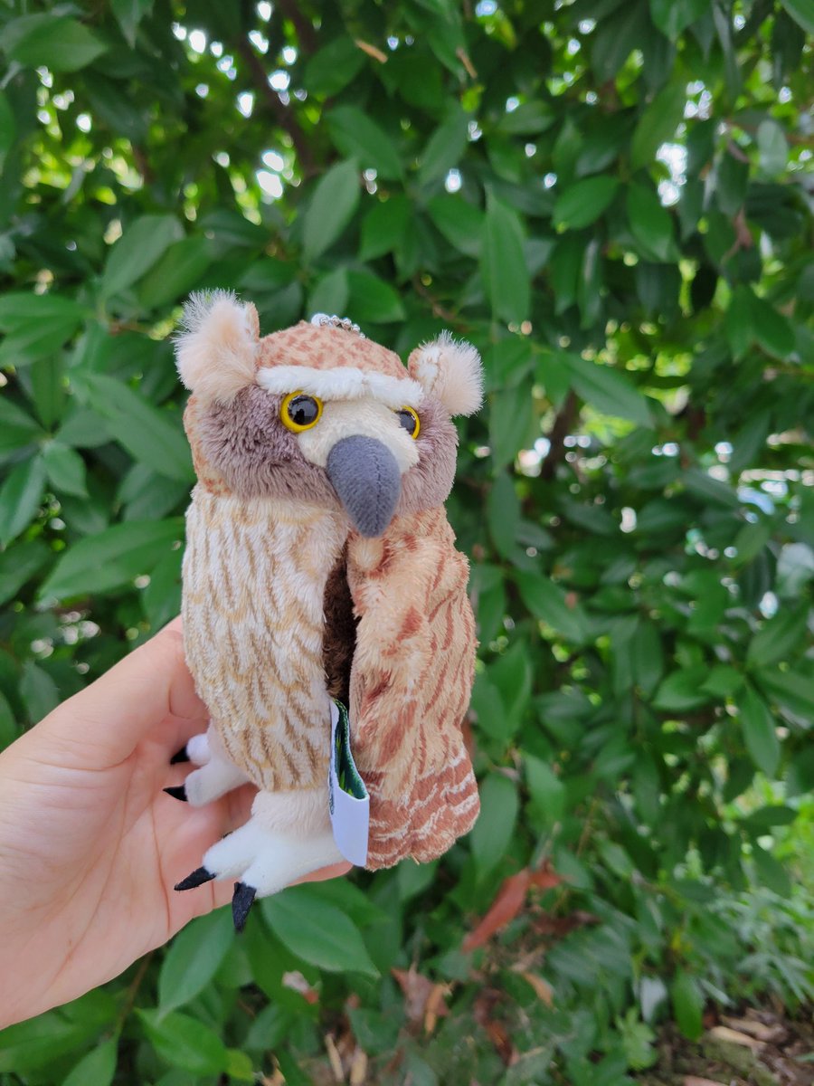 chausuyamazoo's tweet image. 新しいシマフクロウのグッズ販売しています❣️
本人にも見てもらいました🦉
似てるかな～？顔も少しずつ違うみたい💕

#茶臼山動物園
#城山動物園
#シマフクロウ
#愛花
#販売中