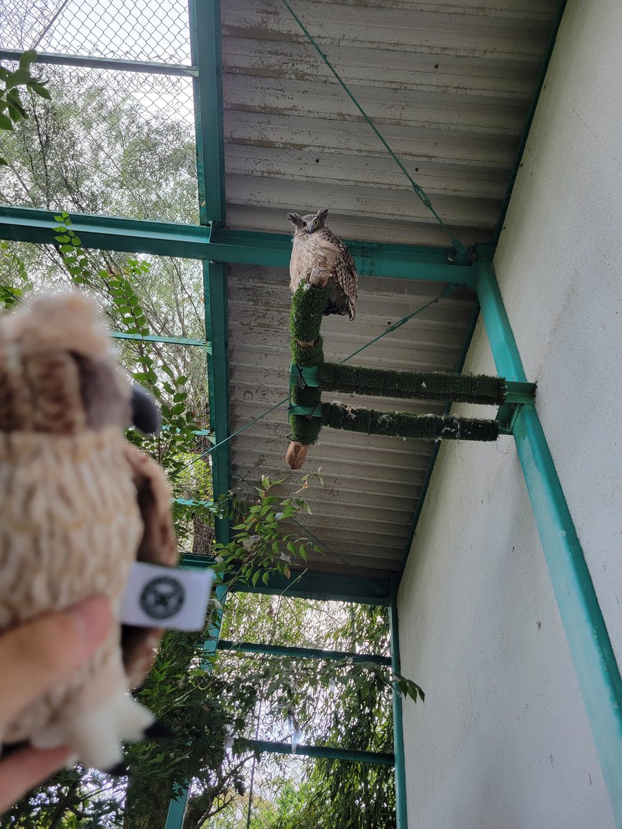 chausuyamazoo's tweet image. 新しいシマフクロウのグッズ販売しています❣️
本人にも見てもらいました🦉
似てるかな～？顔も少しずつ違うみたい💕

#茶臼山動物園
#城山動物園
#シマフクロウ
#愛花
#販売中